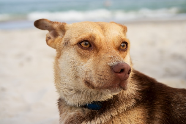 Retrato de un perro marrón en la playa