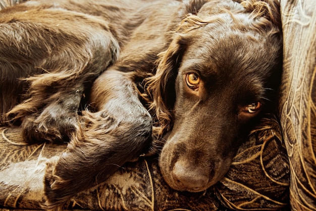 Foto retrato de perro mascota