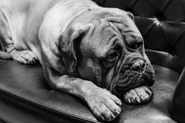 Retrato de un perro mastín