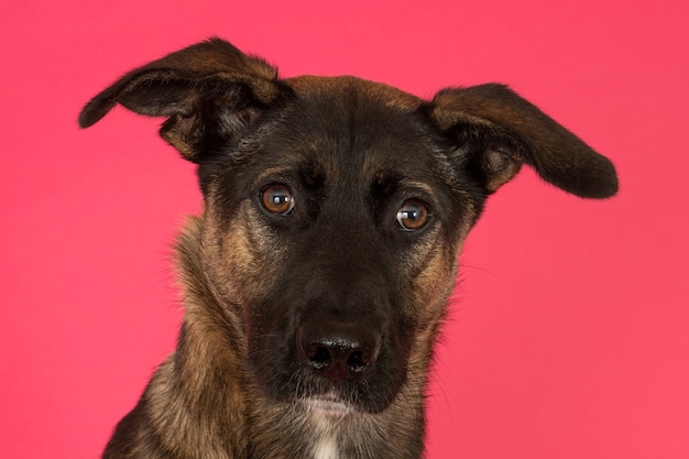 Retrato de un perro mestizo mirando contra el fondo de color rosa
