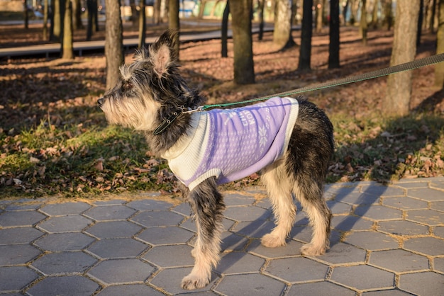 Retrato de un perro mestizo peludo en un paseo