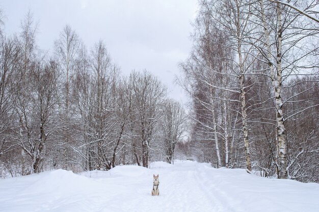 Retrato de un perro mestizo sentado sobre la nieve y mirando a la cámara en invierno.