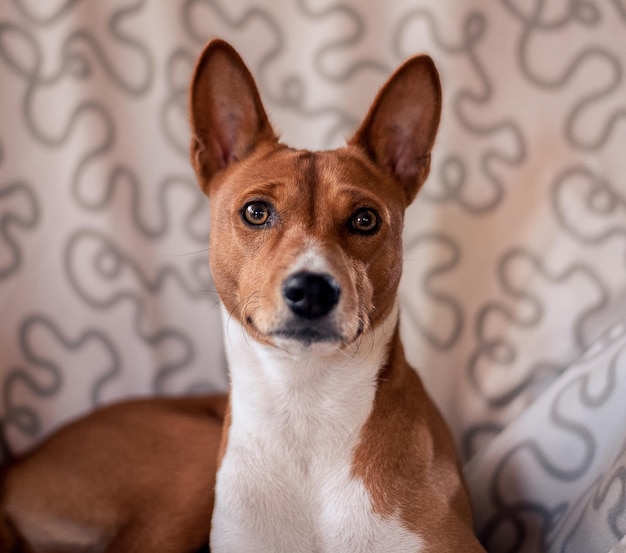 Foto retrato de un perro mirando a la cámara