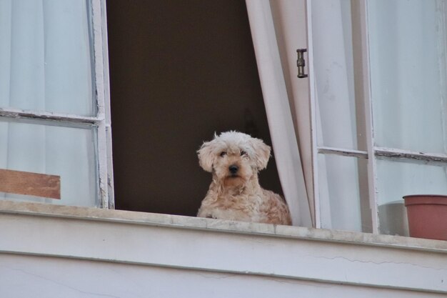 Foto retrato de un perro mirando por la ventana