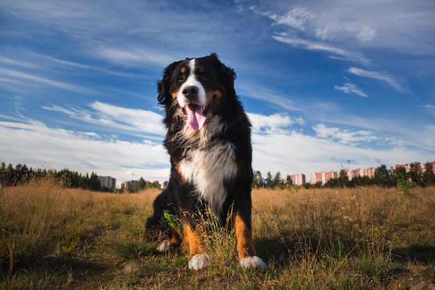 Retrato de perro de montaña bernés sentado en el campo amarillo