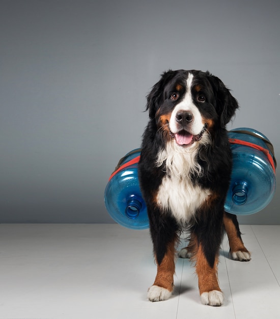 Retrato de perro de montaña de Bernese sentado en estudio en gris