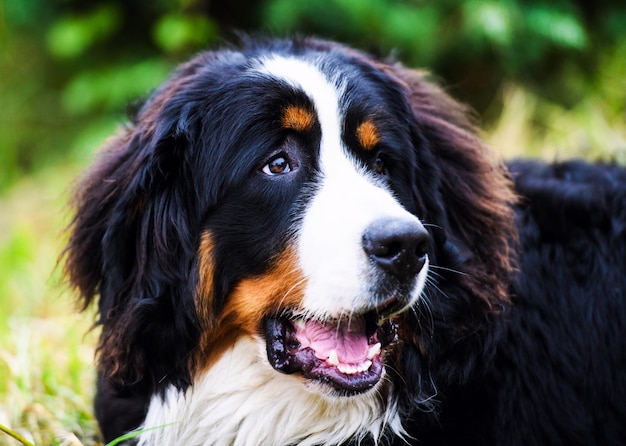 Retrato del perro de montaña bernese