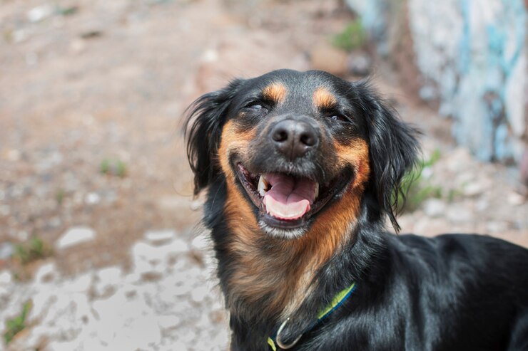 Retrato de un perro muy divertido que parece sonreír felizmente iluminado por la luz del sol.