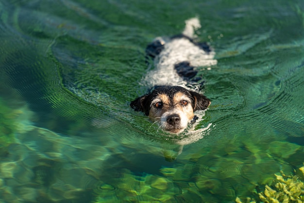 Retrato de un perro nadando en un lago
