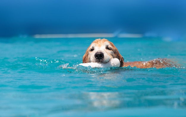 Retrato de un perro nadando en una piscina