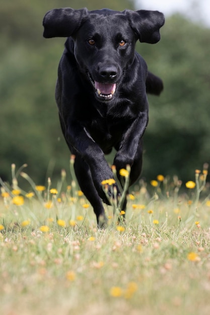 Retrato de un perro negro corriendo por un campo de hierba