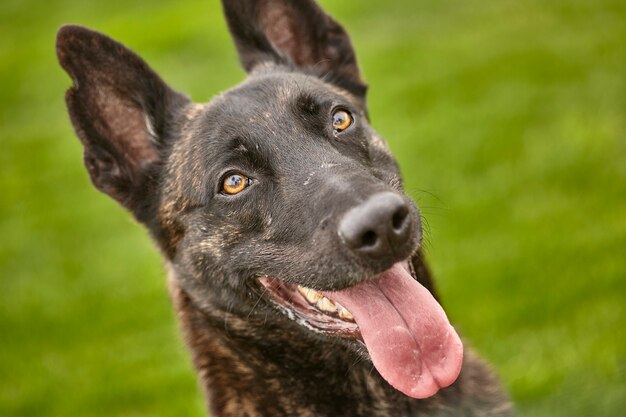 Retrato de un perro negro con el fondo de la pradera