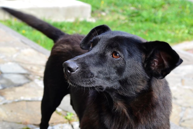 retrato del perro negro con ojos marrones