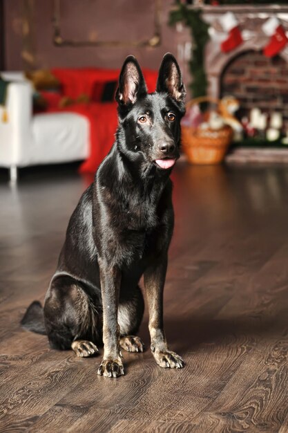 Retrato de un perro negro sentado en el suelo