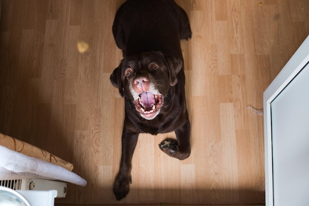 Foto retrato de perro negro en el suelo de su casa