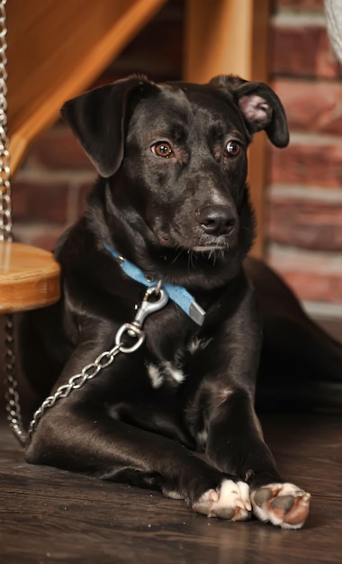 Foto retrato de un perro negro