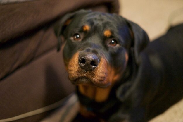 Retrato de un perro negro