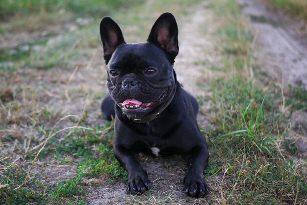 Foto retrato de un perro negro