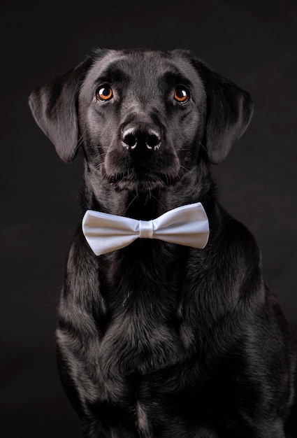 Retrato de un perro negro