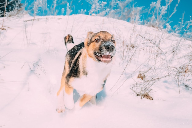 Retrato de un perro en la nieve