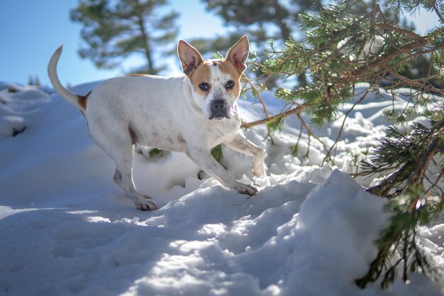 Retrato de un perro en la nieve.