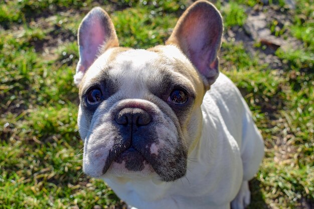 Foto retrato de un perro en el parque