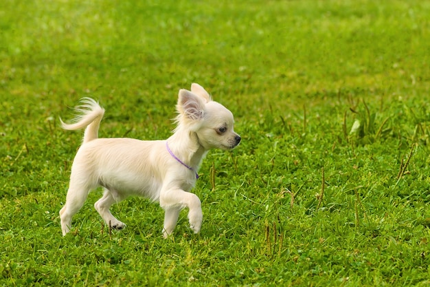 Retrato de un perro a pasear de cerca