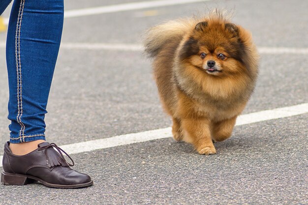 Retrato de un perro a pasear de cerca