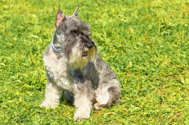 Retrato de un perro a pasear