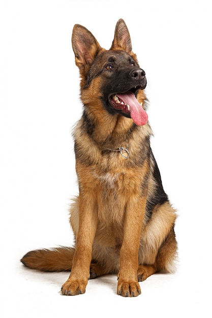 Retrato de un perro pastor alemán aislado