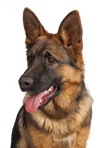 Retrato de un perro pastor alemán aislado