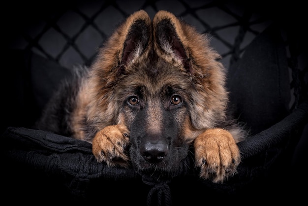 retrato del perro pastor alemán de pelo largo