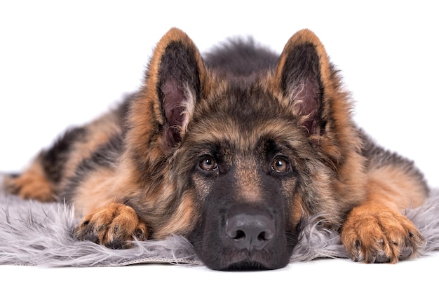 retrato del perro pastor alemán de pelo largo