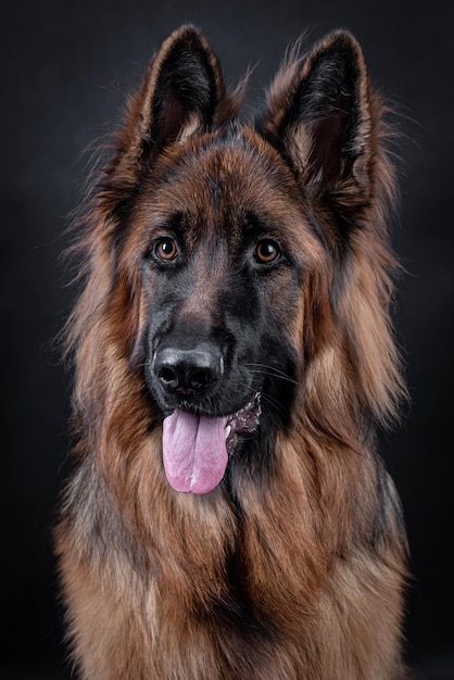 retrato del perro pastor alemán de pelo largo