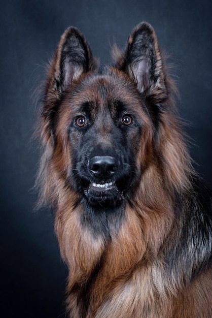 retrato del perro pastor alemán de pelo largo