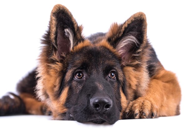 retrato del perro pastor alemán de pelo largo