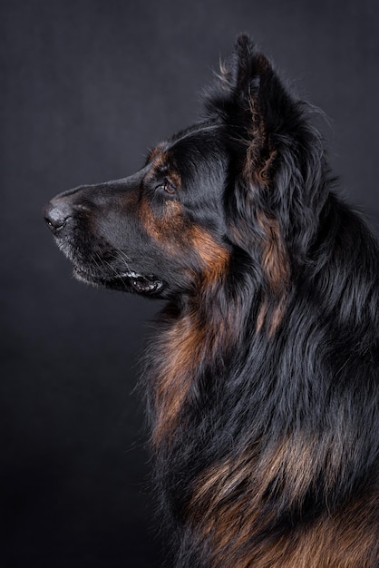 retrato del perro pastor alemán de pelo largo