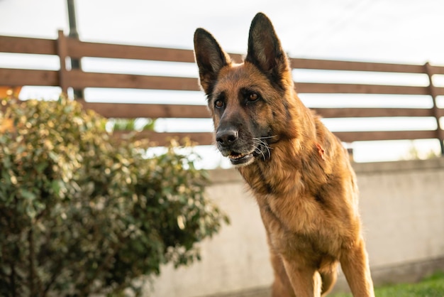 Retrato de perro pastor alemán en el prado