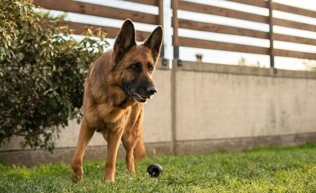 Retrato de perro pastor alemán en el prado