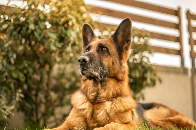 Retrato de perro pastor alemán en el prado