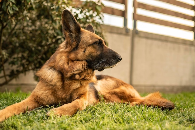 Retrato de perro pastor alemán en el prado