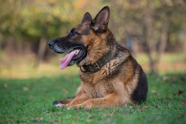 Retrato de perro pastor alemán