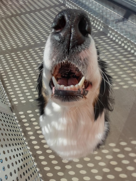 Retrato de perro pastor australiano al aire libre Happy Aussie en un día soleado