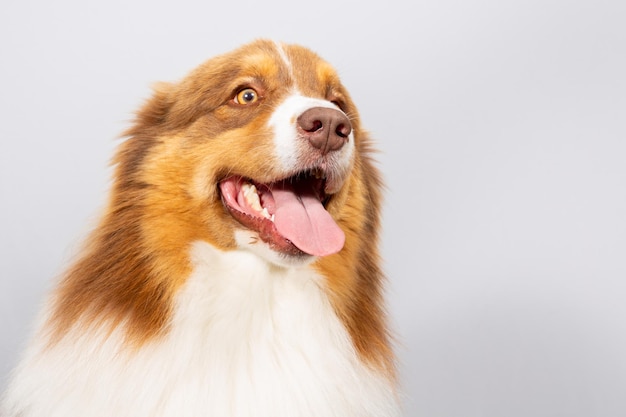 Retrato de perro pastor australiano en estudio sobre fondo gris