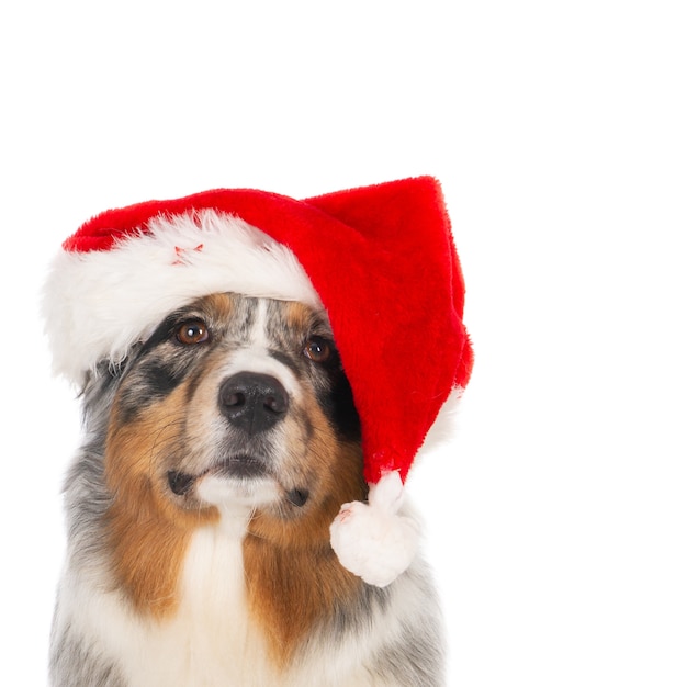 Retrato de un perro pastor australiano con gorro de Papá Noel