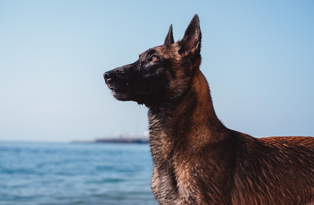 retrato de un perro pastor belga, bozal malinois, hermoso perro de servicio rojo, pastor