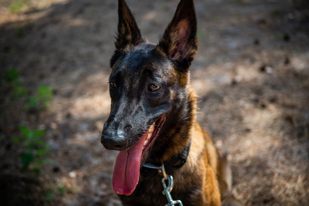 Retrato de un perro pastor belga en un paseo por un parque verde