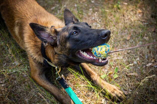 Retrato de un perro pastor belga en un paseo por un parque verde