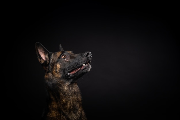 Foto retrato de un perro pastor belga sobre un fondo negro aislado