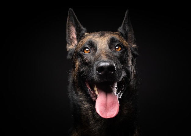 Retrato de un perro pastor belga sobre un fondo negro aislado